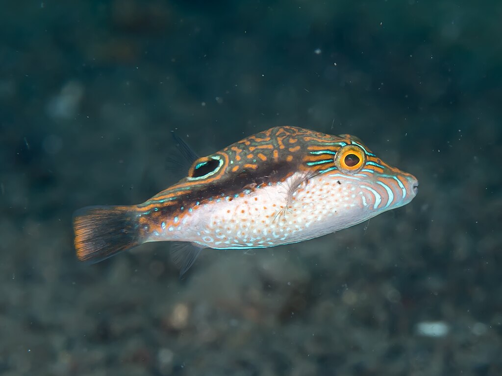 Puffer Fish - Bennets (Canthigaster bennetti)