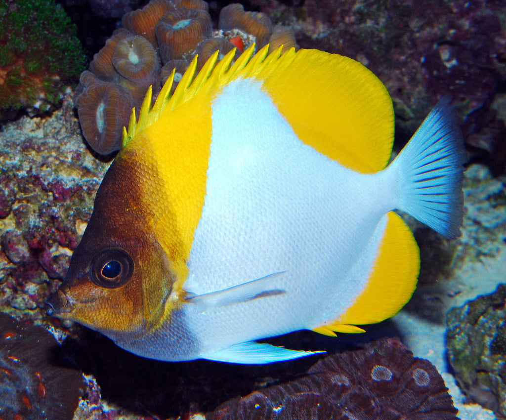 Butterflyfish - Pyramid *Reef Safe*