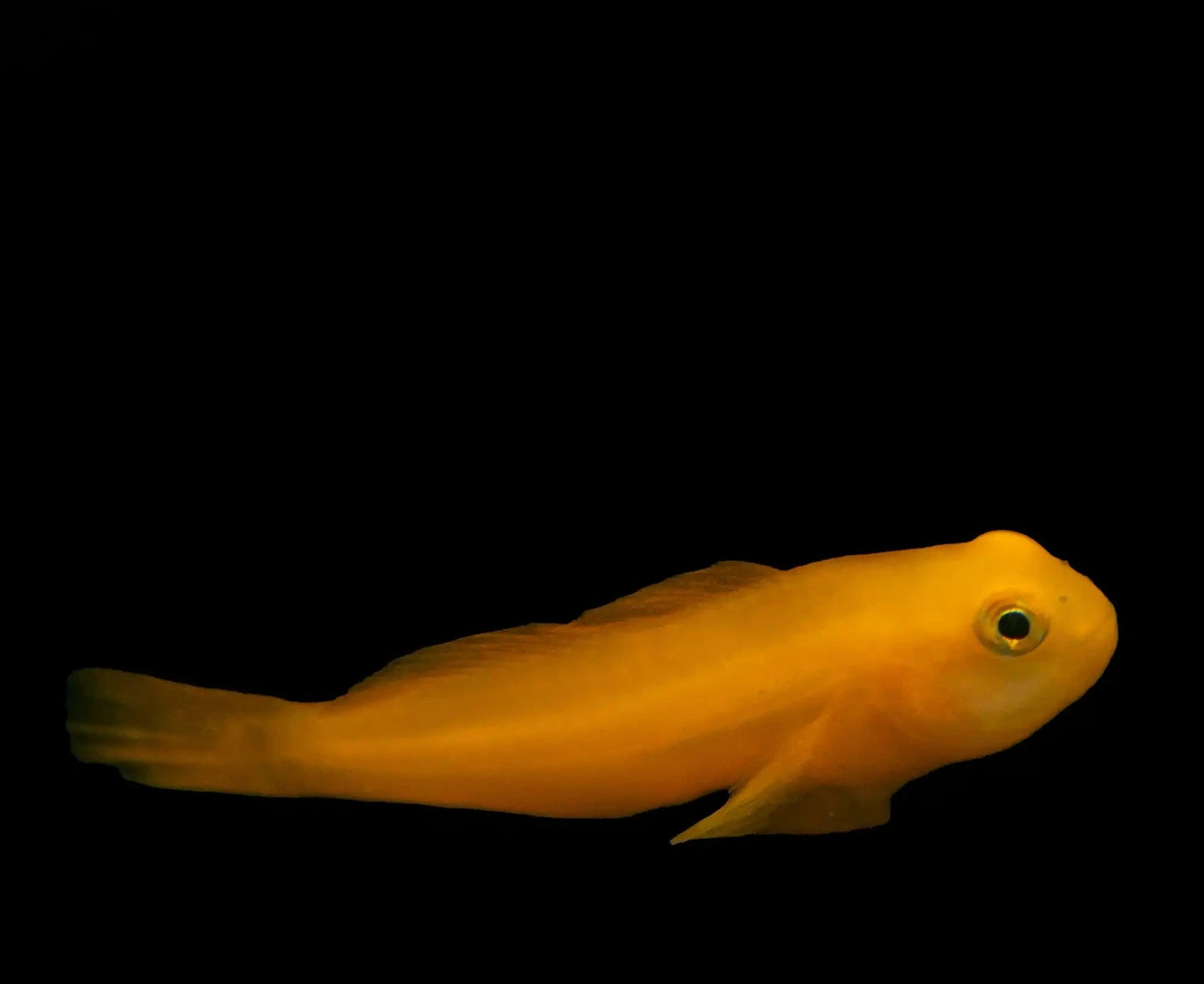 Goby Yellow Clown (Gobiodon okinawae)