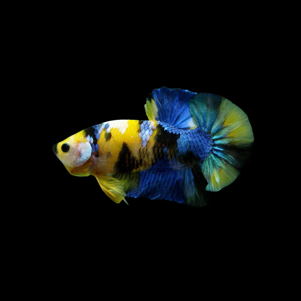 Betta PKHM Yellow Blue Koi Male