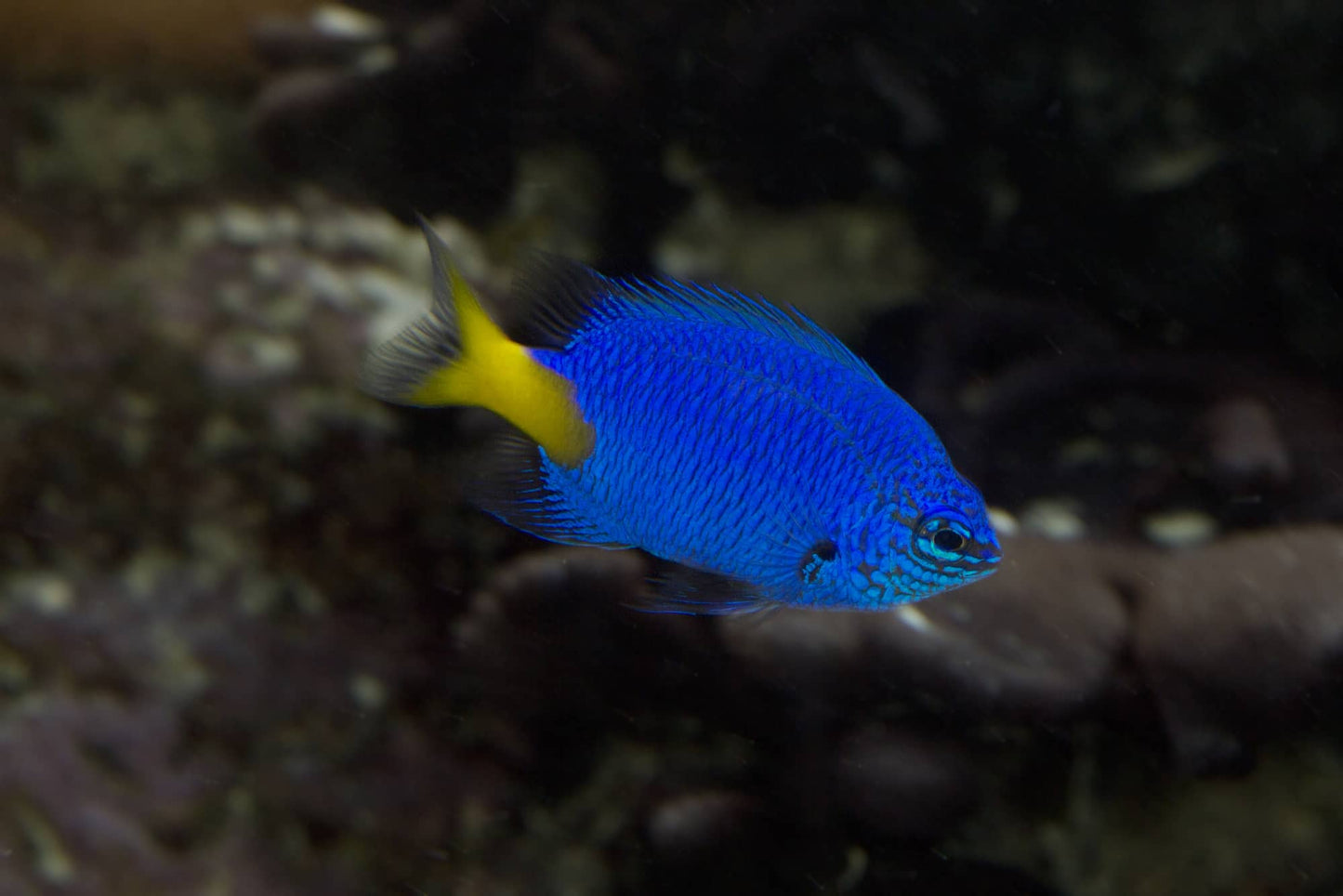 Damselfish - Yellow Tail (Chrysiptera parasema)