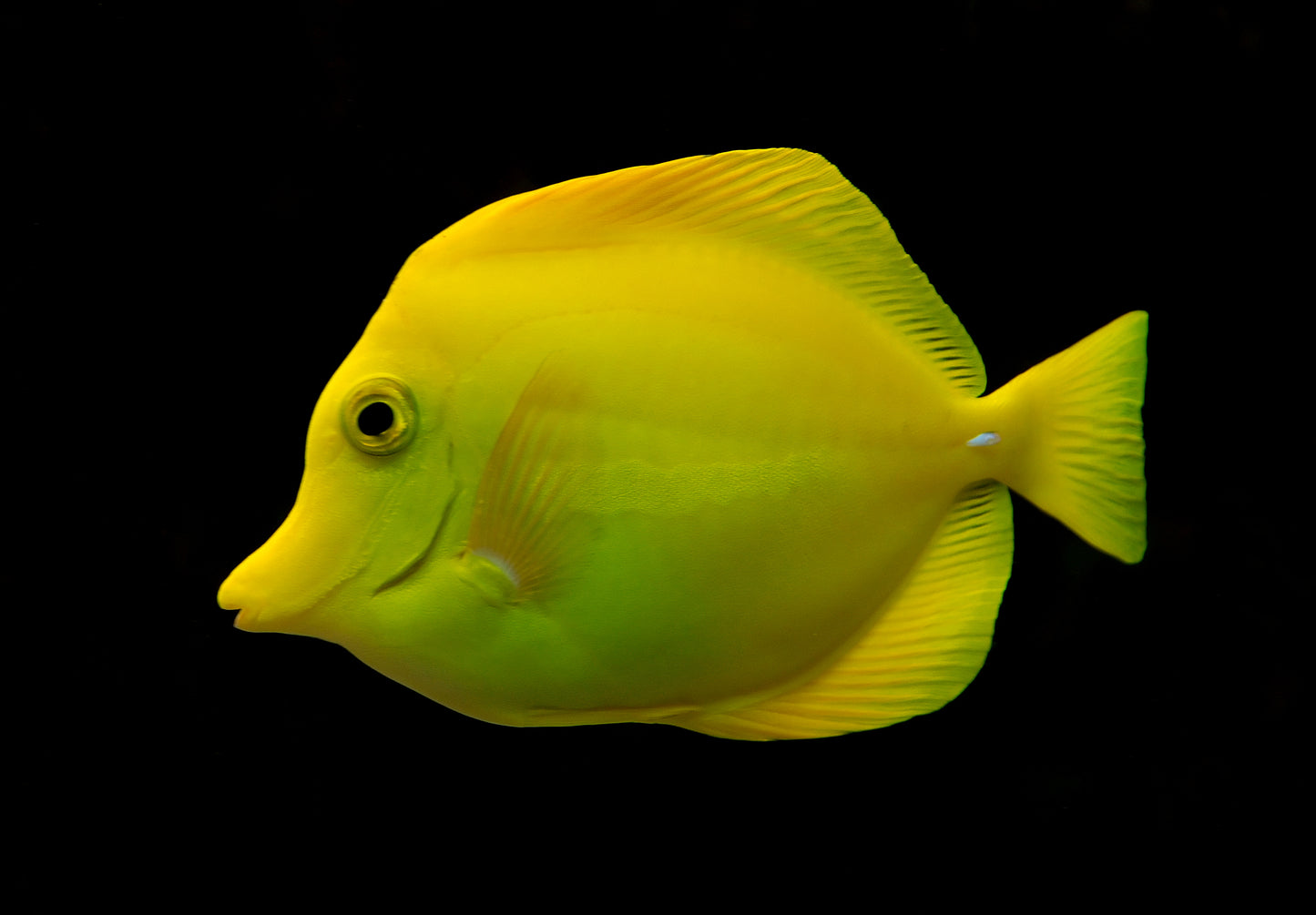 Tang Yellow (Zebrasoma flavescens) "Very Rare"