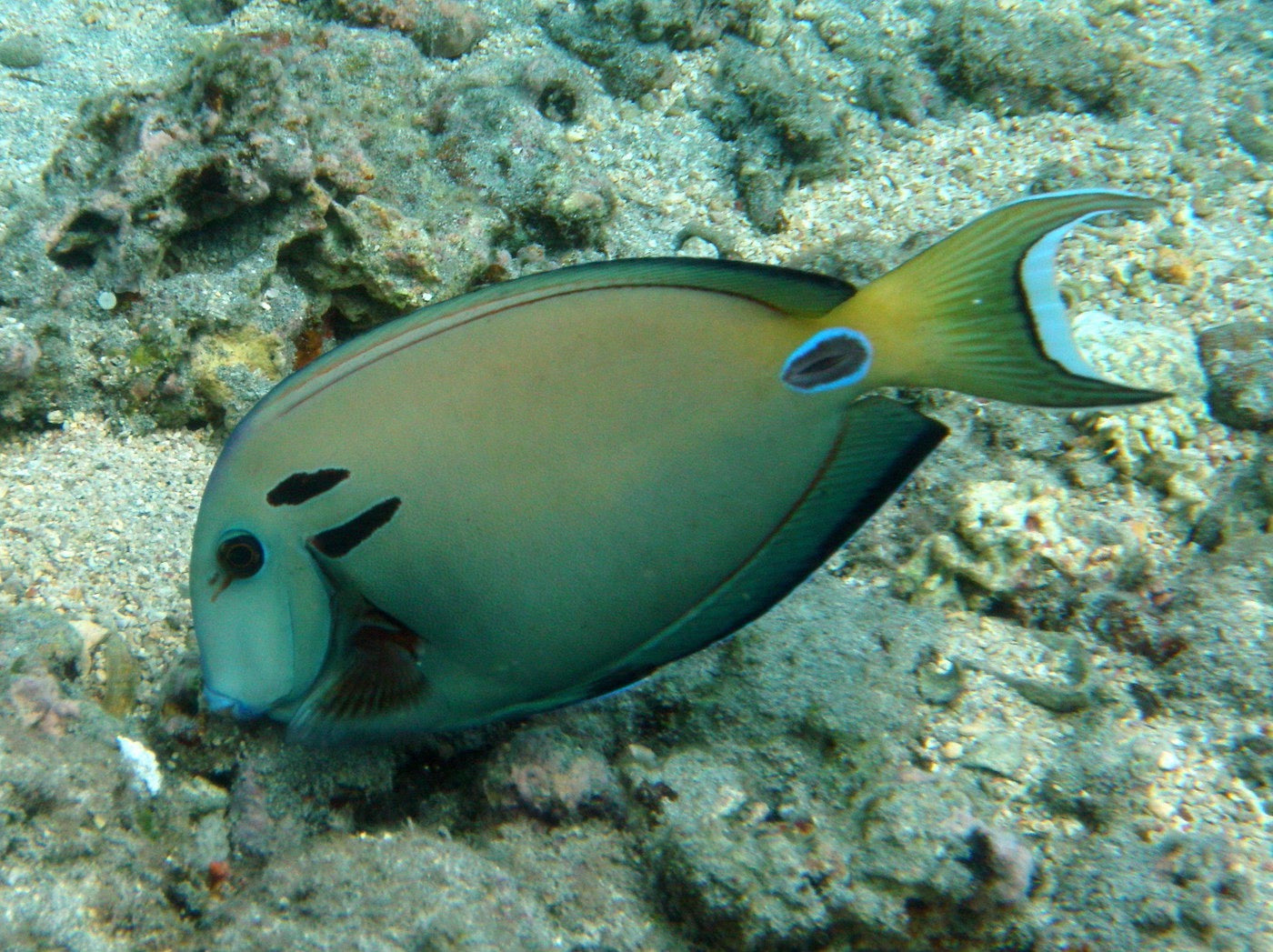 Tang Double Line/Lieutenant (Acanthurus tennenti) "Rare"