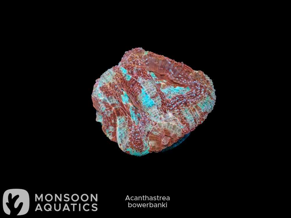 WYSIWYG Acanthastrea Bowerbanki