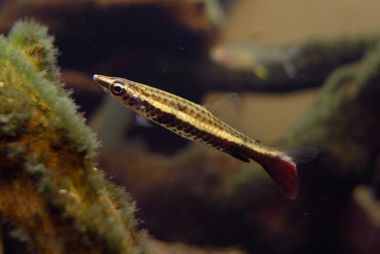 Pencilfish - Rocket Tail (Nannostomus Eques) "Rare"