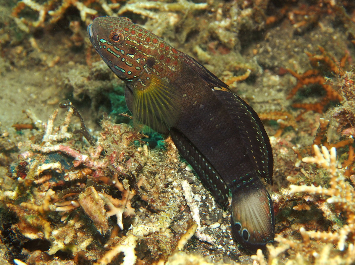 Goby Chocolate Sandsifter (Amblygobius phalaena)