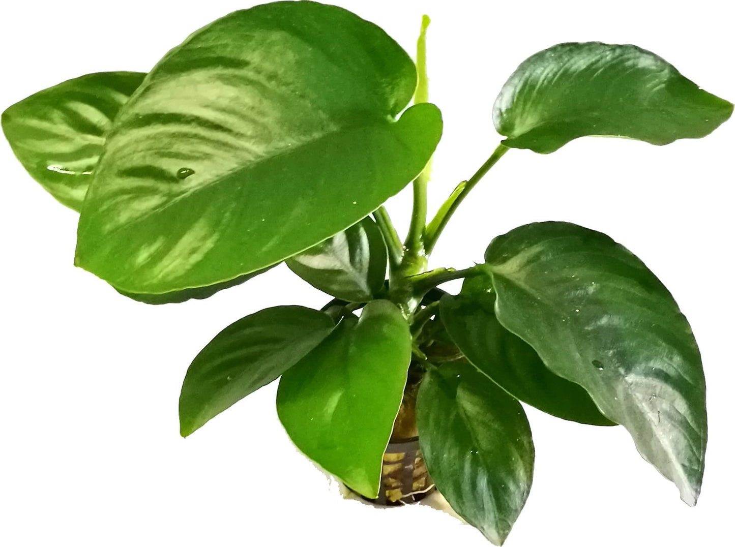 Anubias barteri (Various Size)