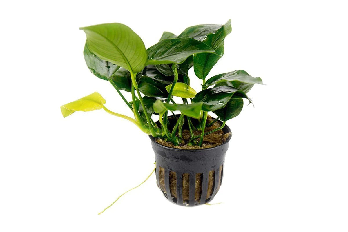 Anubias nana