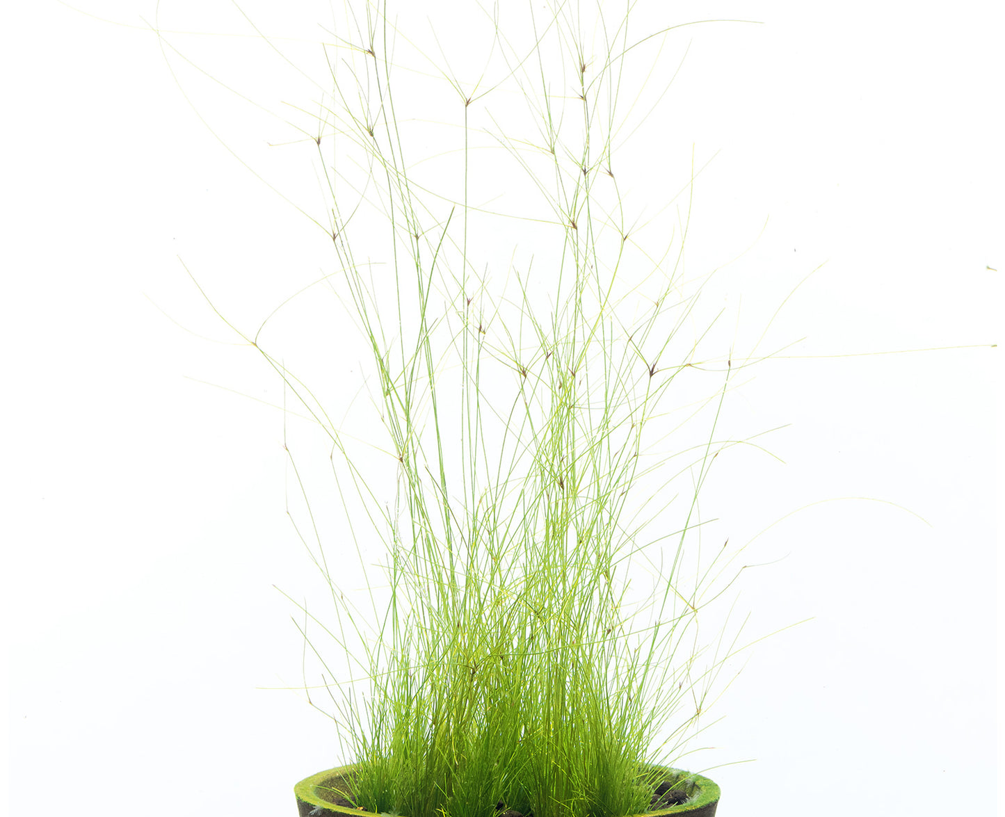 Eleocharis vivipara (Umbrella Hair Grass)