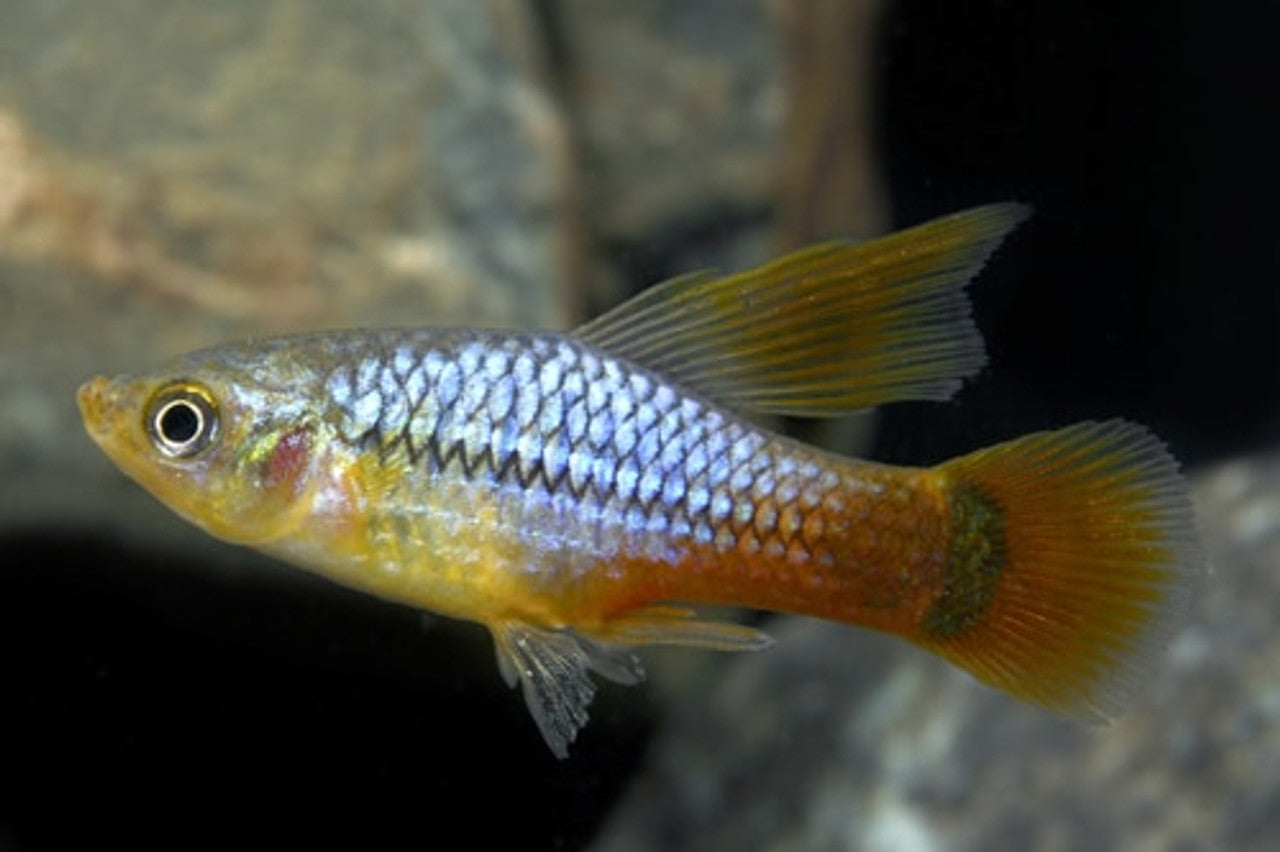 Platy HiFin Blue Reef