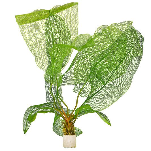 Aponogeton madagascarensis - Broad Leaf Lace *Rare* (Special Order)