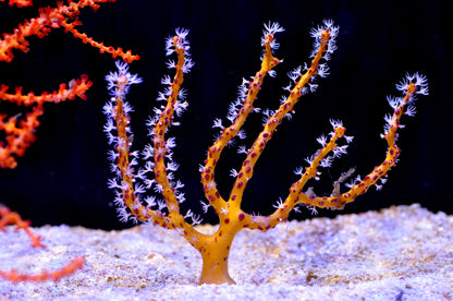 Whip & Fan Corals (Gorgonian sp.)
