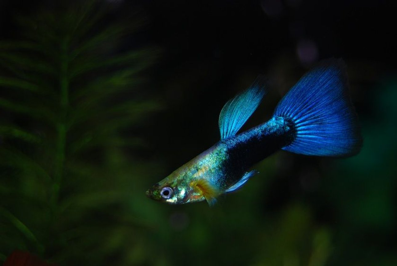 Guppy Blue Neon Male