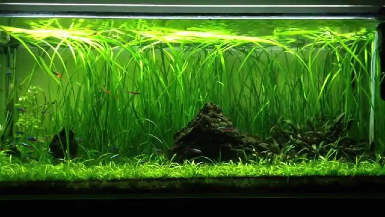 Vallisneria gigantea (Medium Vallis)