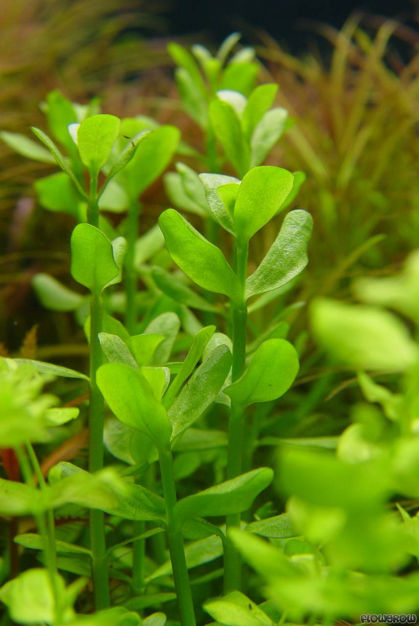 Bacopa monnieri (Waterhyssop/Brahmi)