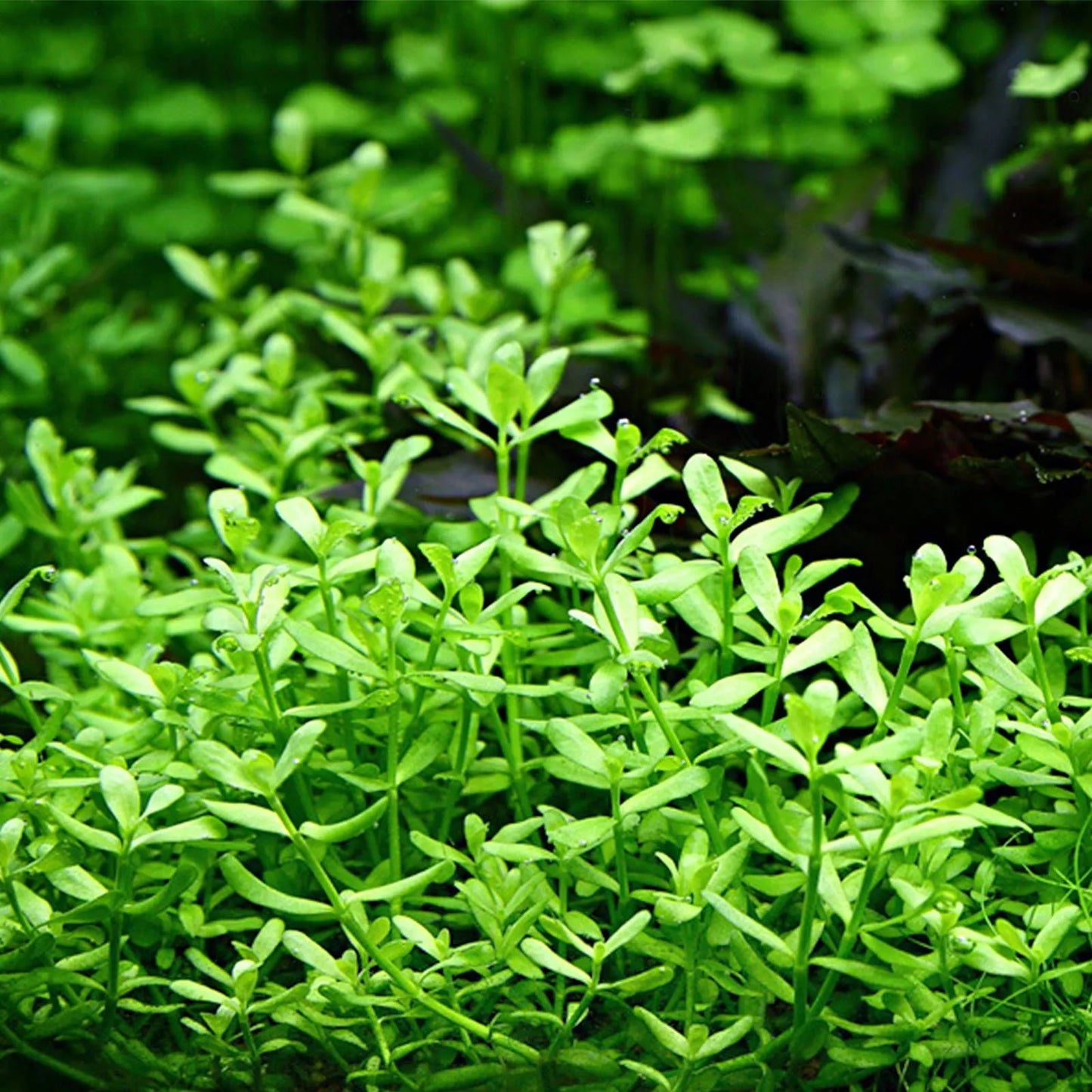 Bacopa monnieri (Waterhyssop/Brahmi)