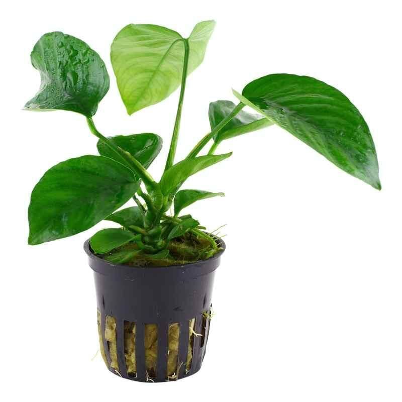 Anubias barteri (Various Size)