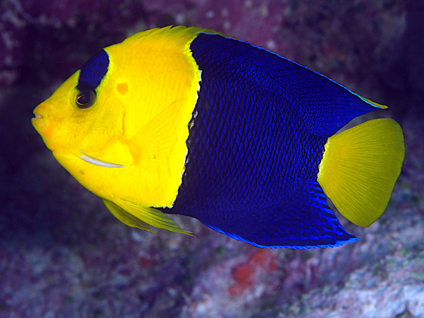 Angelfish Bicolour (Centropyge bicolor)