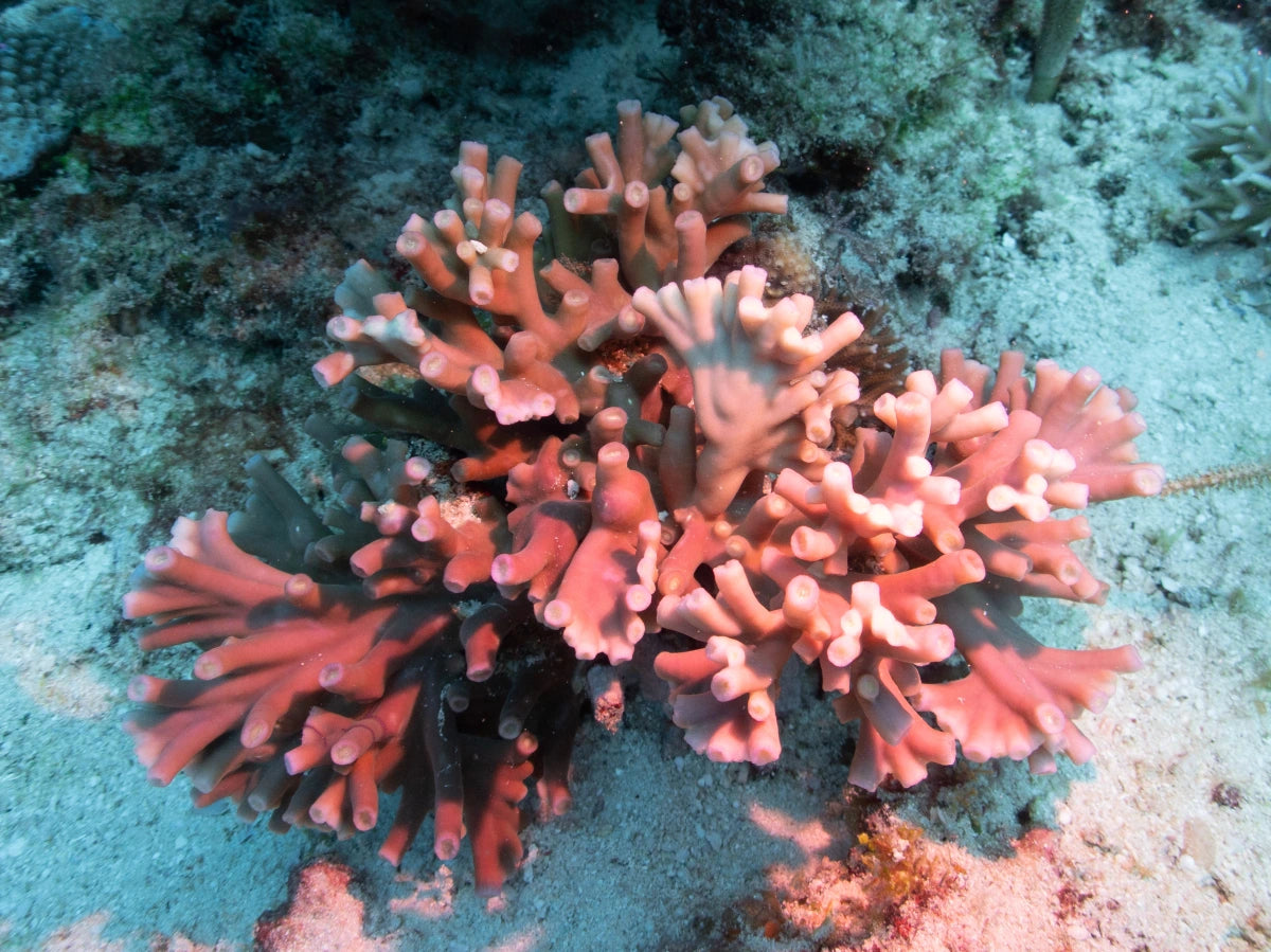 Pagoda Cup Corals (Turbinaria sp.)