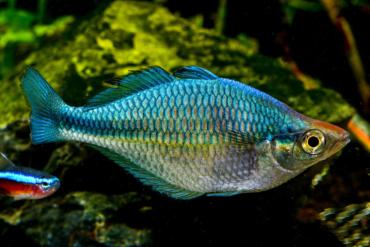 Rainbowfish - Turquoise/Lake Kutubu (Melanotaenia lacustris)