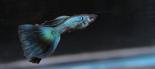 Guppy Moscow Green Male