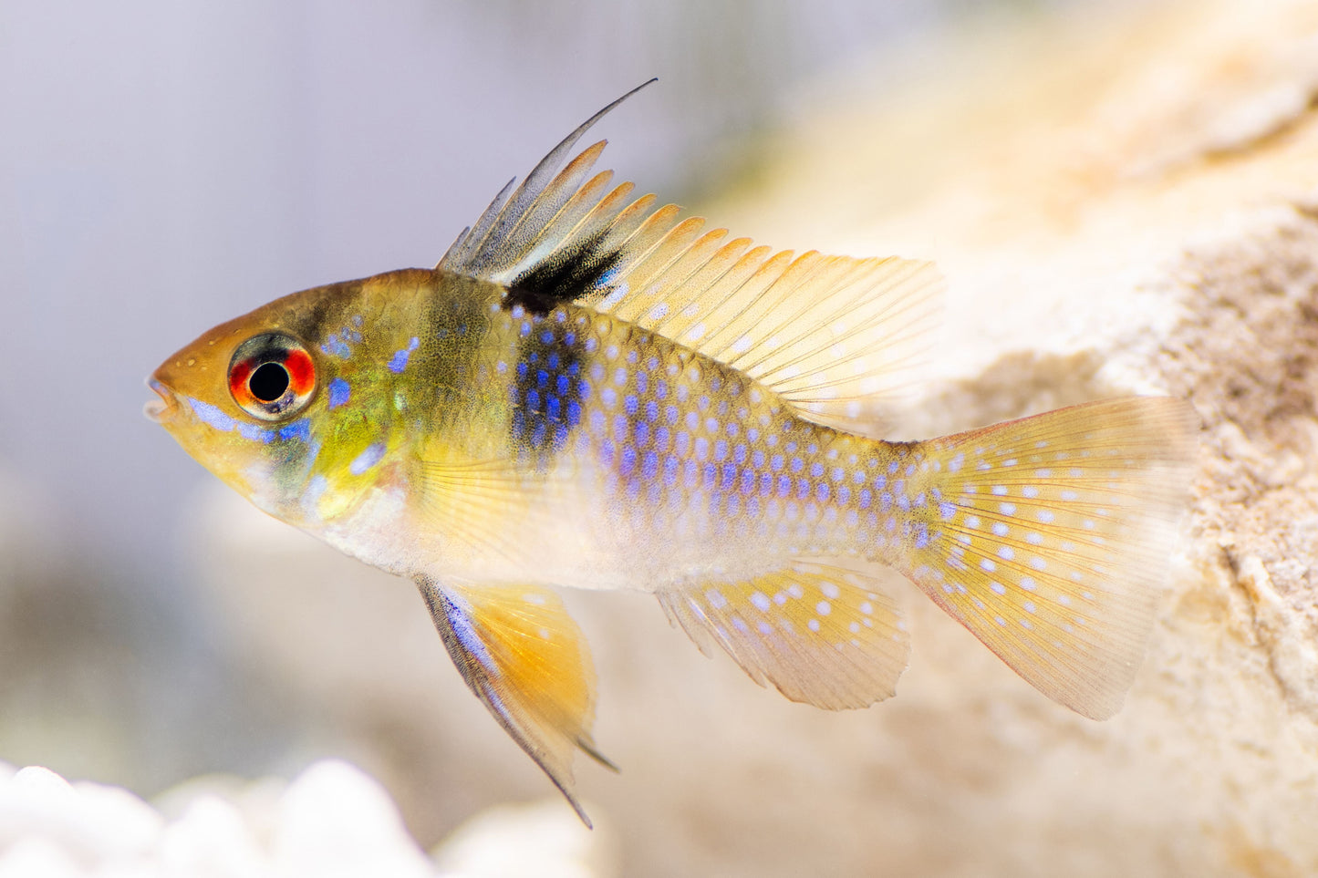 Ram - Blue (Mikrogeophagus ramirezi)