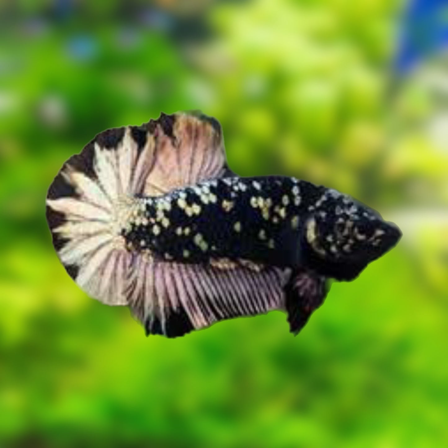 Betta PKHM Avatar Copper Male