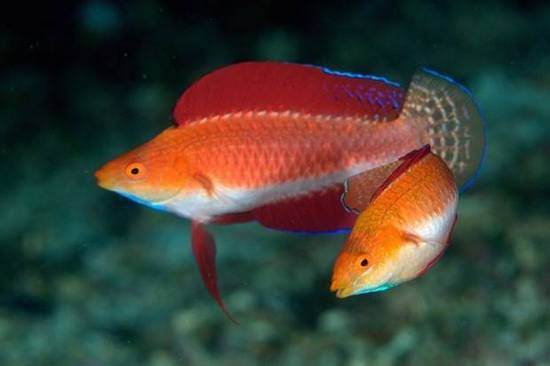 Wrasse - Ruby finned Fairy