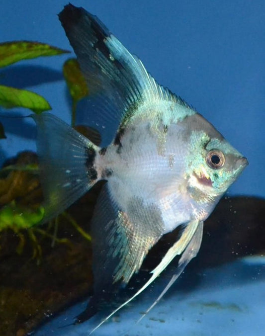 Angelfish Paraiba 4.5cm