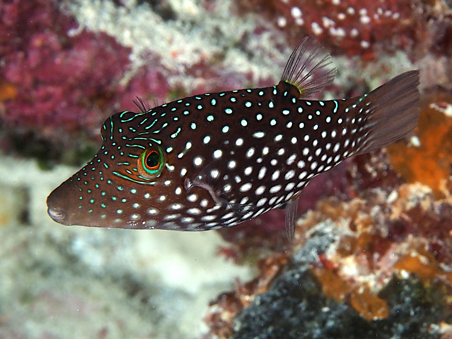 Puffer Fish - Honeycomb Toby "Rare"