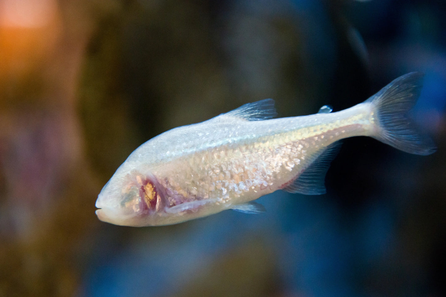 Tetra Blind Cave