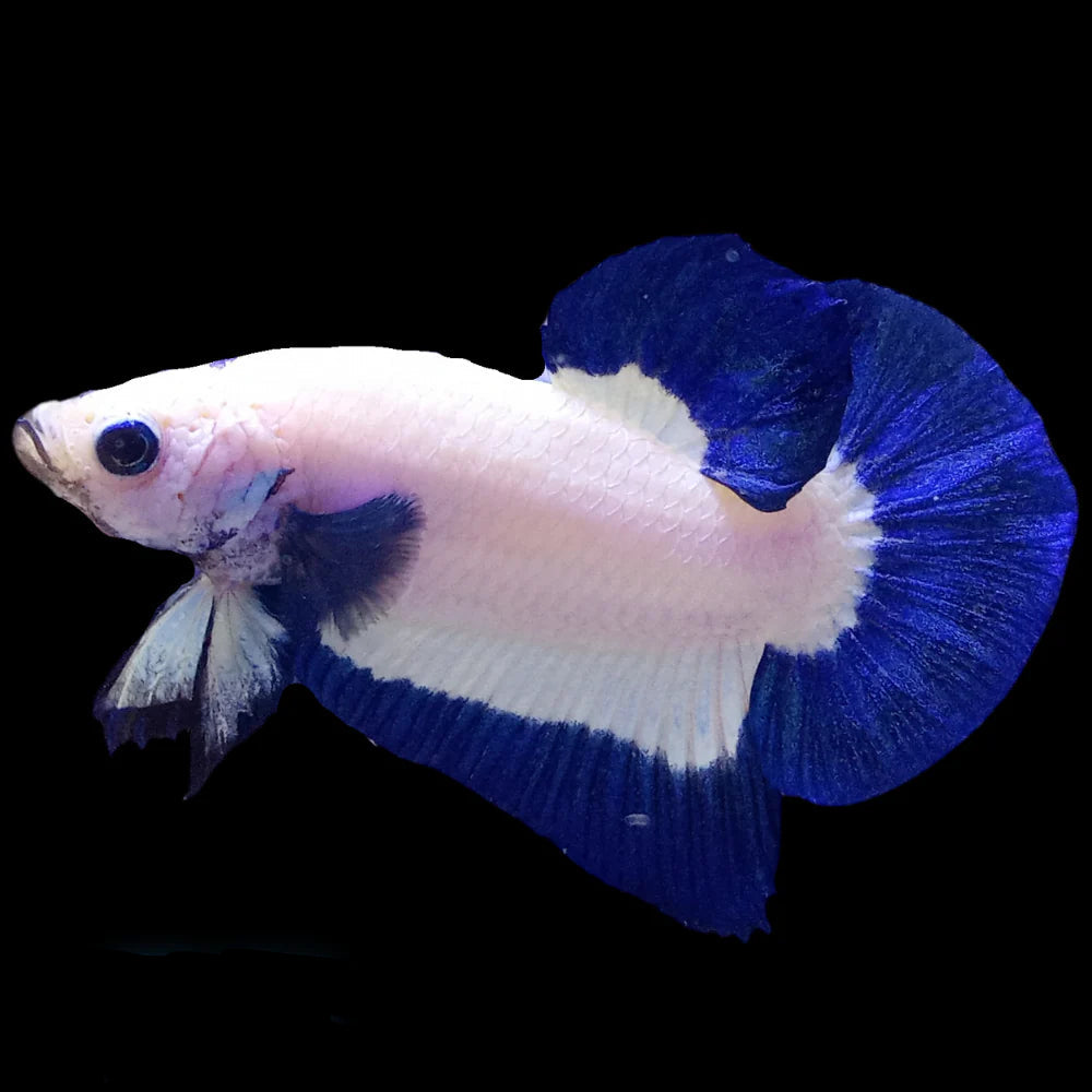 Betta PKHM Blue Rim Male