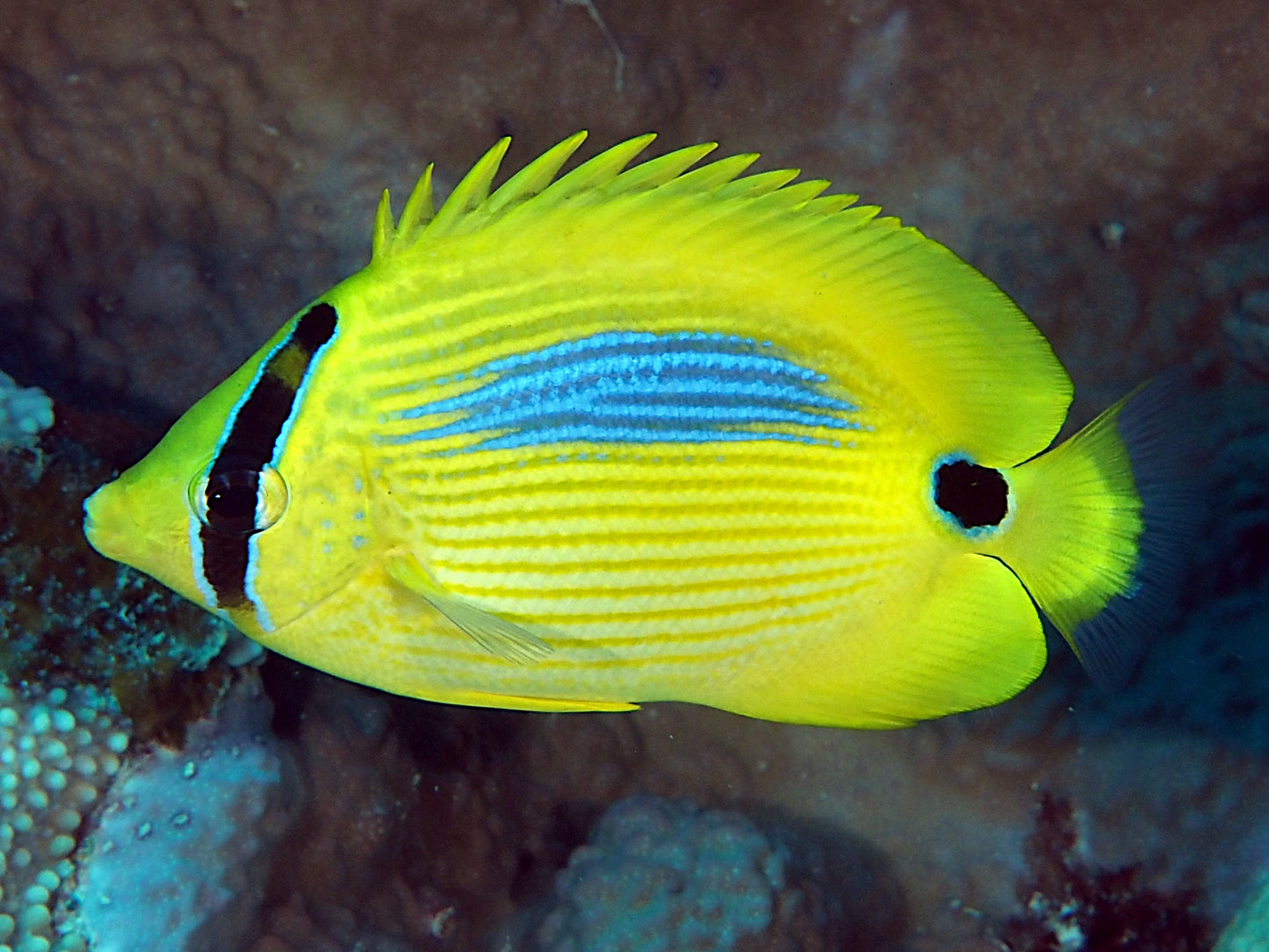 Butterflyfish - Blue-Spot (Chaetodon plebeius)