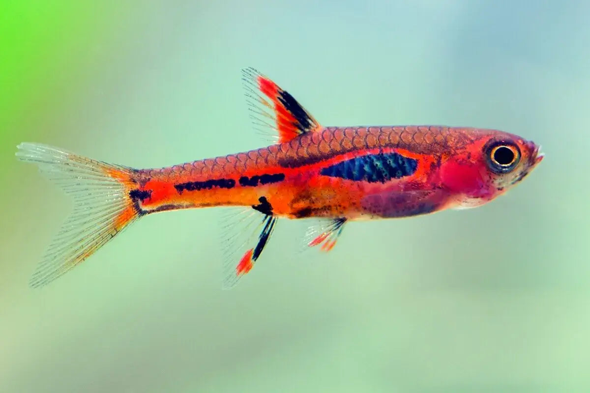 Rasbora - Chili (Boraras brigittae)