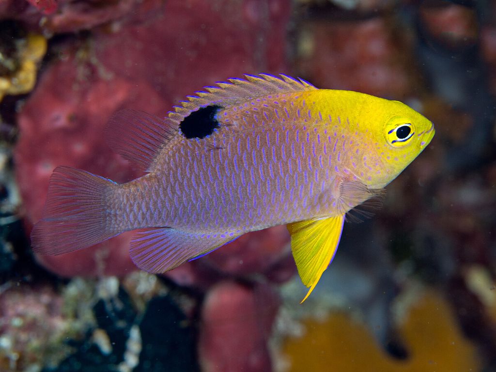 Damselfish - Talbot's (Chrysiptera talboti)