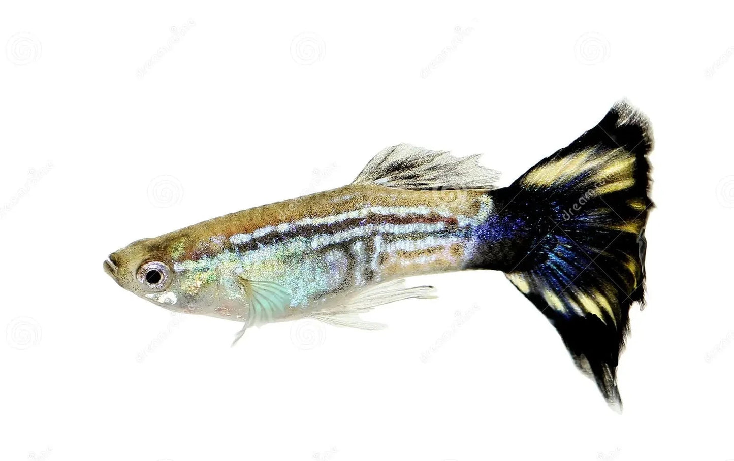 Guppy Dumbo Male - Various