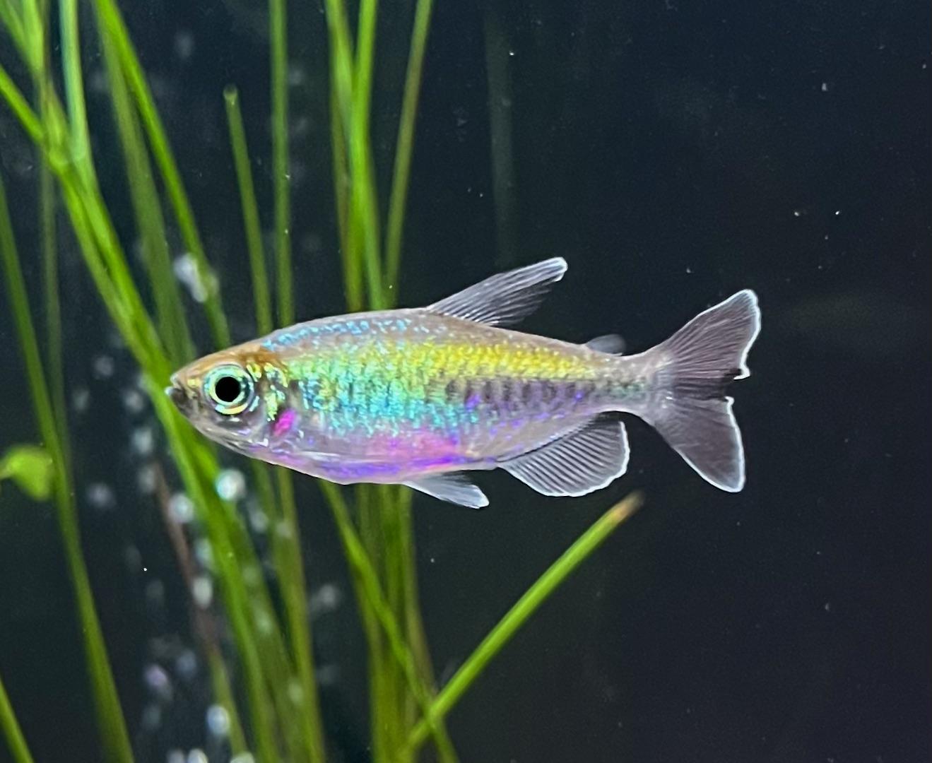 Tetra Congo