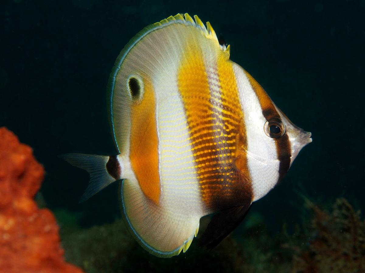 Butterflyfish - Orangebanded Coralfish (Coradion chrysozonus)