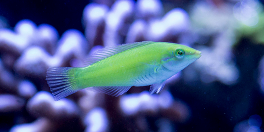 Wrasse - Lime