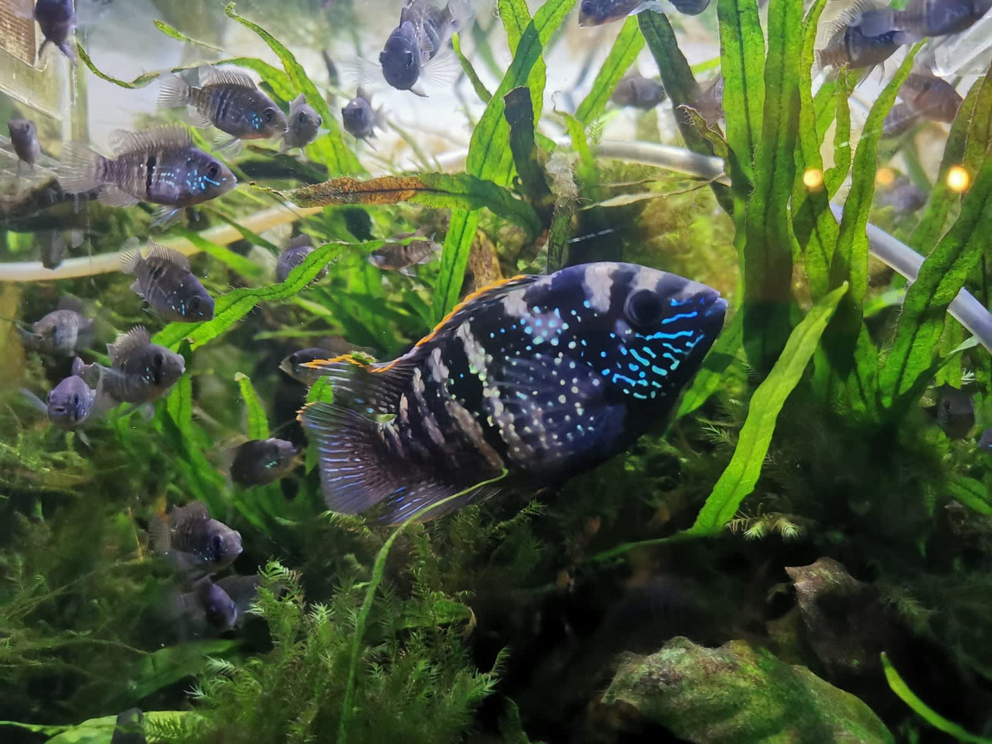 Cichlid - Blue Acara