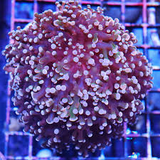 Frogspawn Corals (Euphyllia divisa)