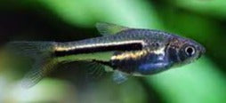 Rasbora - Siamese Dwarf (Rasbora somphongi)