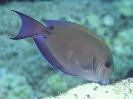 Tang - Lavender (Acanthurus nigrofuscus)
