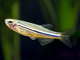 Danio - Dwarf Spotted