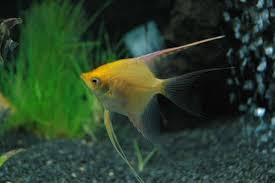 Angelfish Veiltail Gold 3.5-4cm
