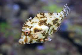 Filefish - Aiptasia Eating (Acreichthys tomentosus)