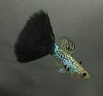Guppy Male Black Cheek Cobra
