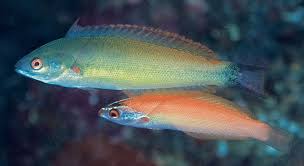 Red Spot Wrasse (Pseudocoris yamashiroi)