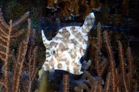 Filefish - Aiptasia Eating (Acreichthys tomentosus)