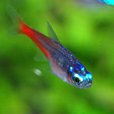Neon Tetra Species